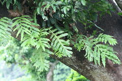 Drynaria quercifolia